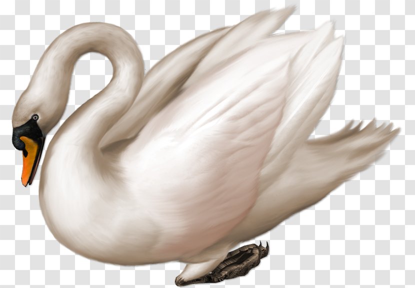 Black Swan Bird Clip Art - Ducks Geese And Swans - Goose Transparent PNG