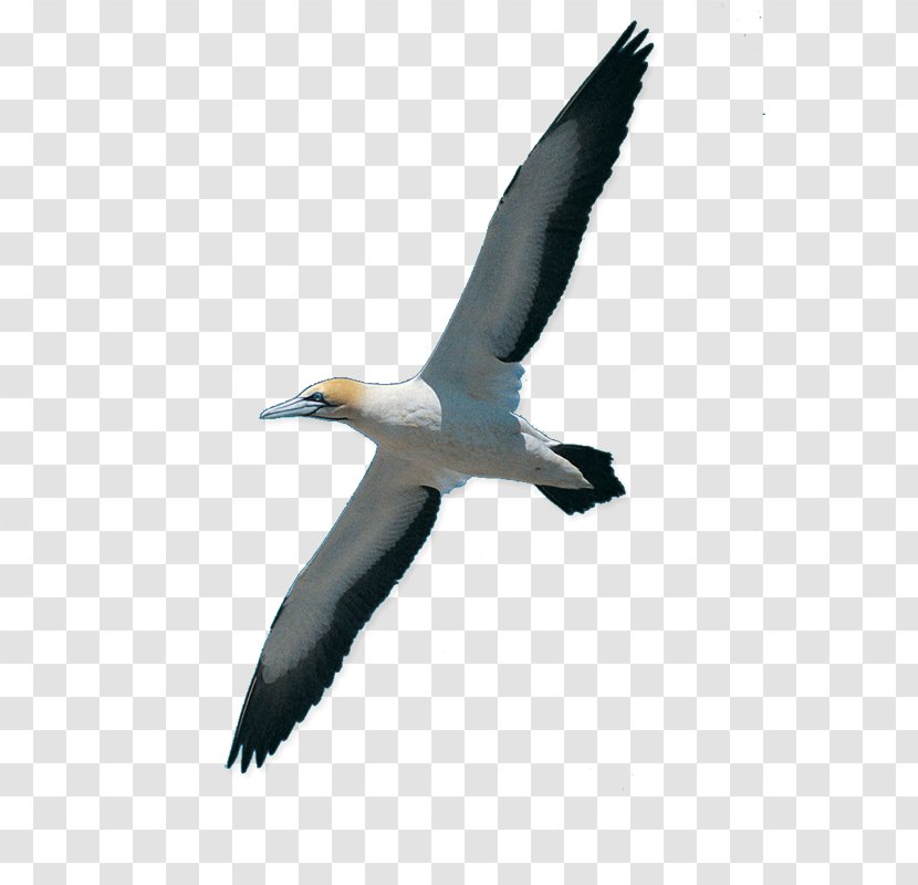 Rock Dove Bird Homing Pigeon Swan Goose Cat - Columba Transparent PNG