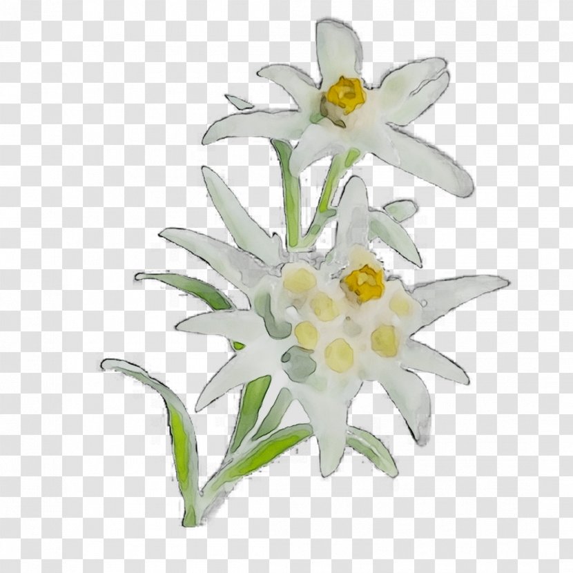 Herbaceous Plant Narcissus Stem CJSC EDELWEISS-M Plants - White Transparent PNG