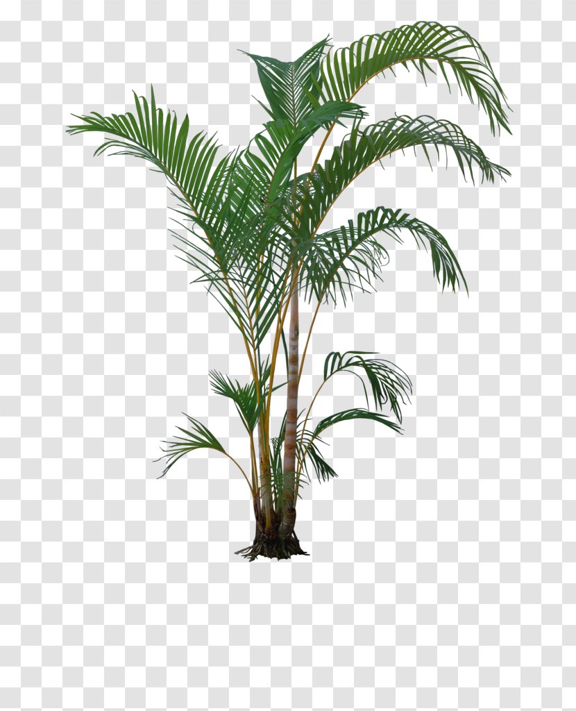 Houseplant Bonsai - Tree - A Coconut Transparent PNG