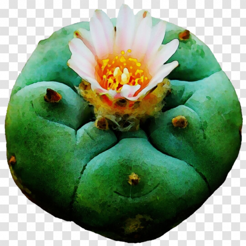 Cactus Transparent PNG