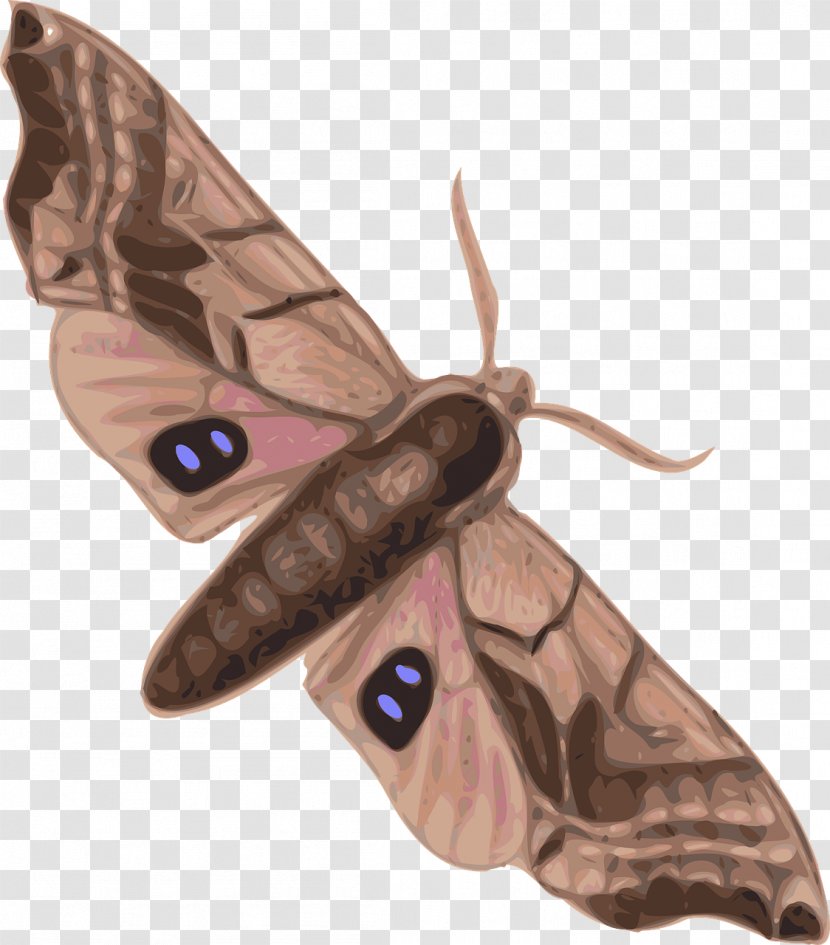 Butterfly Moth Hyalophora Cecropia Clip Art - Ants Transparent PNG