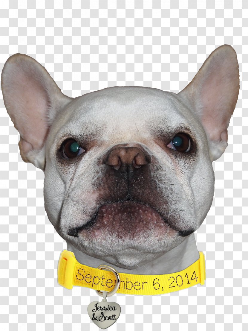 French Bulldog Toy Dog Breed Non-sporting Group - FRENCH BULLDOG Transparent PNG