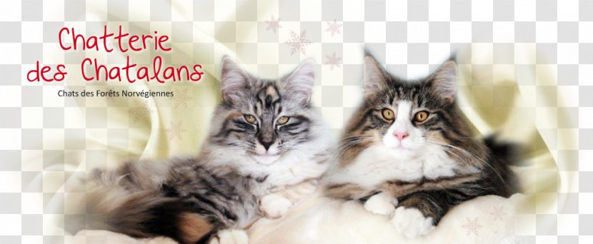 Norwegian Forest Cat Maine Coon Whiskers Kitten Domestic Short-haired - Breeder Transparent PNG