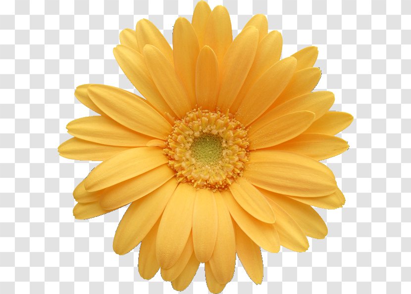Transvaal Daisy Common Family Clip Art - Yellow Transparent PNG