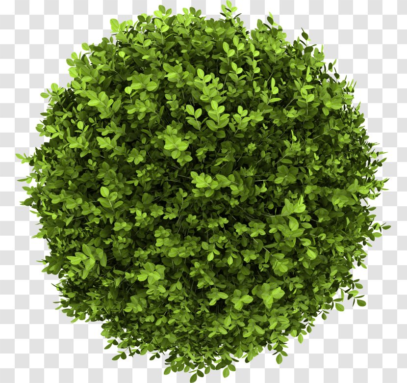 Buxus Sempervirens Shrub Stock Photography Tree - Topiary Transparent PNG