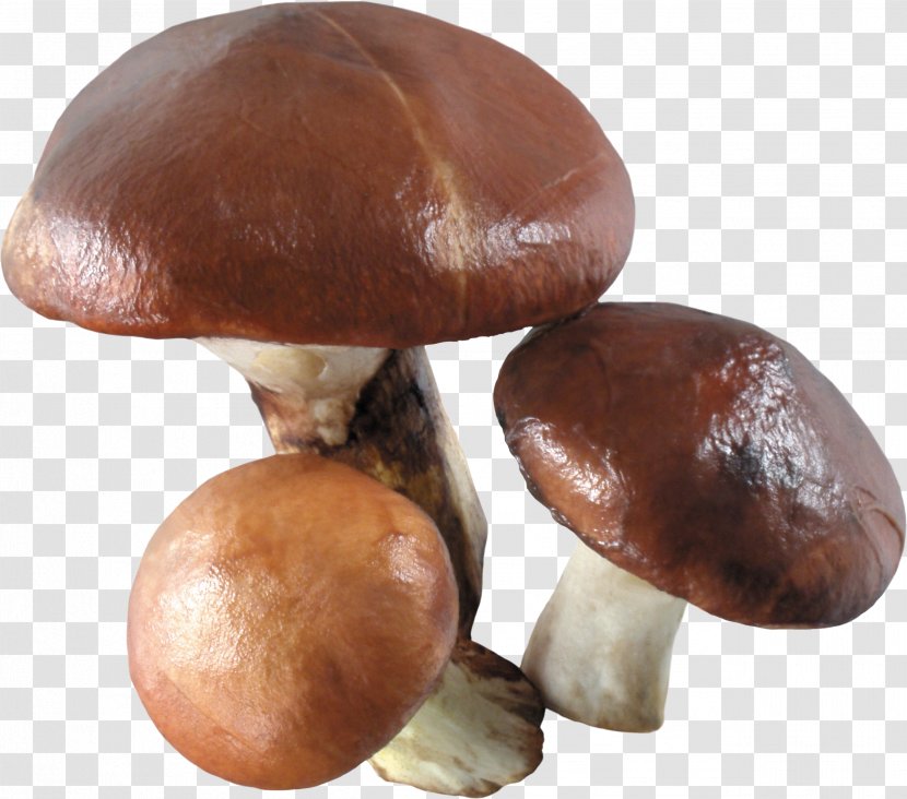 Chanterelle Edible Mushroom Common - Clipping Path - Image Transparent PNG