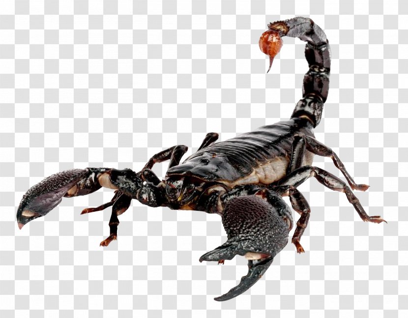 Scorpion Sting Stinger Exeter Exotics - Terrestrial Animal Transparent PNG
