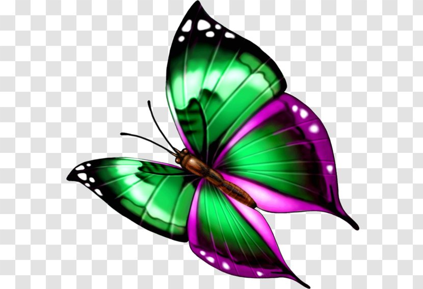 Monarch Butterfly Green Clip Art - Moths And Butterflies Transparent PNG
