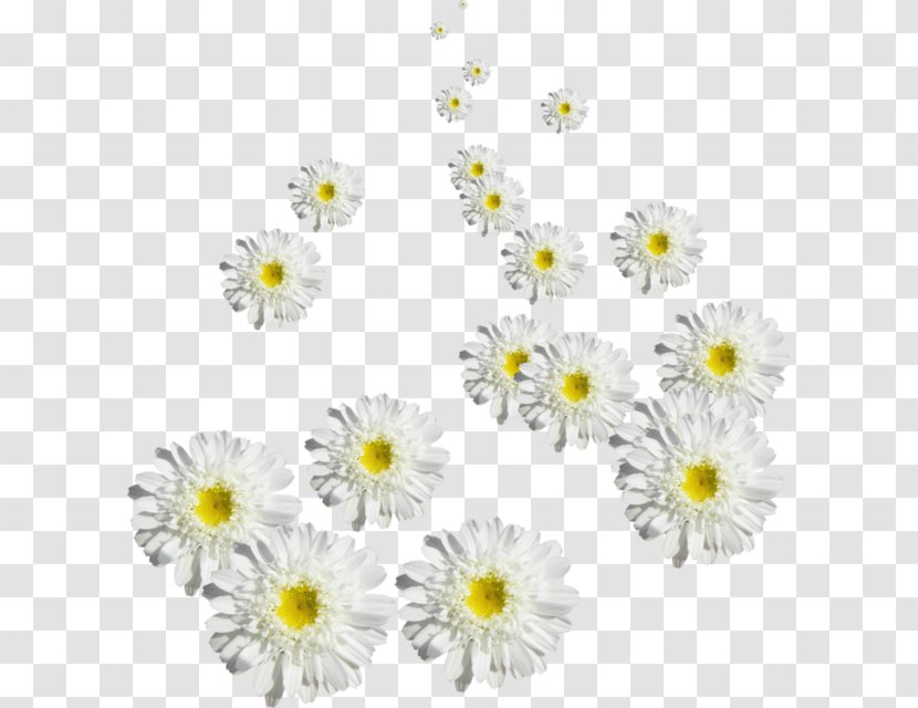 Chrysanthemum Oxeye Daisy - Designer - Floating Chrysanthemums Transparent PNG