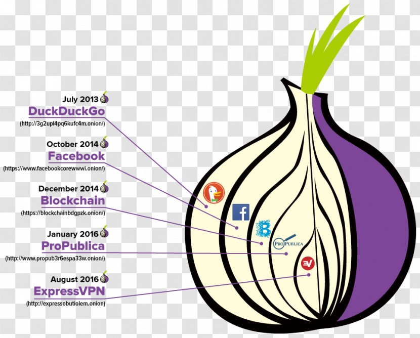.onion Dark Web Tor Browser OpenVPN - Flowering Plant - Onion Transparent PNG