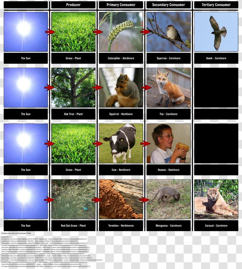 Food Chain Web Trophic Level Organism - Chin Transparent PNG