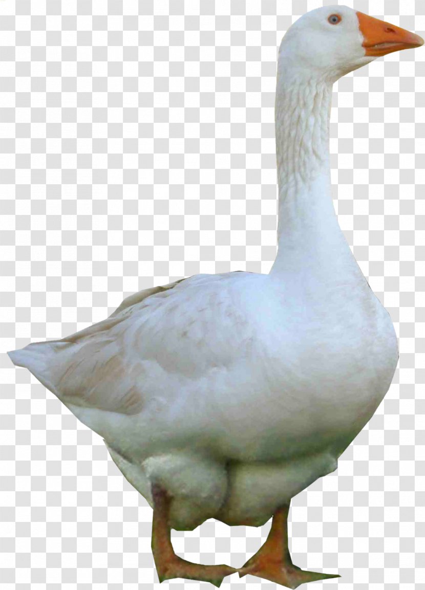 Duck American Pekin Image Goose - Beak Transparent PNG
