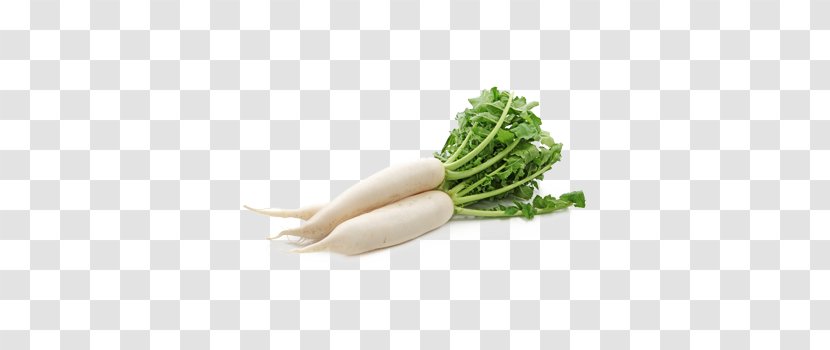 Daikon Root Vegetables Cải Củ Carrot - Chinese Cabbage - Vegetable Transparent PNG