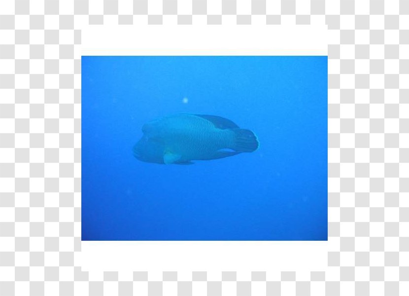 Marine Mammal Biology Fish - Blue - Ziemlich Transparent PNG