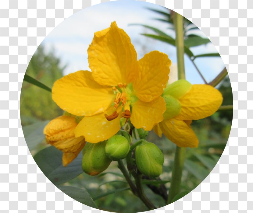 St. John's Wort Senna M Wildflower - Hypericum - Cassia Transparent PNG