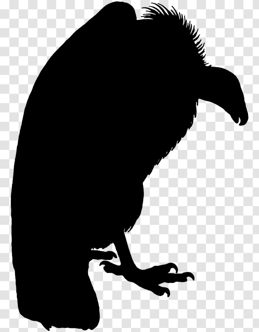 Beak Clip Art Silhouette Fauna Black - Tail Transparent PNG