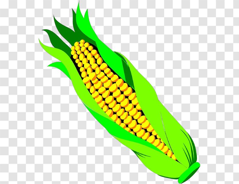 Corn On The Cob Sweet Yellow Vegetable - Banana Family Kernels Transparent PNG