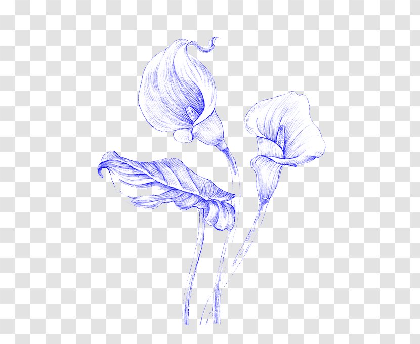 Black And White Drawing Illustration - Watercolor Painting - Hand-painted Lily Transparent PNG