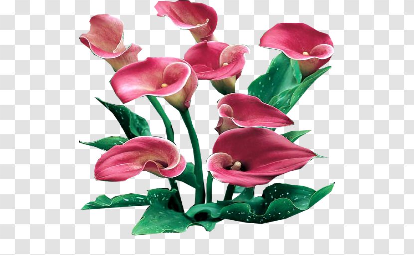 Arum-lily Flower Clip Art - Herbaceous Plant - Callalily Transparent PNG