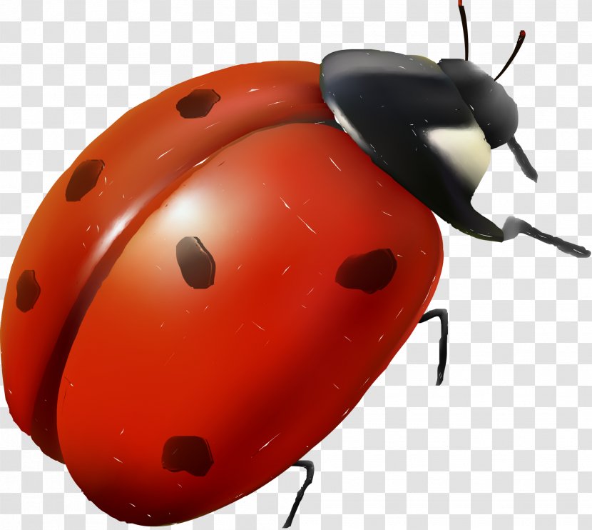 Ladybird Insect Red Cartoon - Ladybug Transparent PNG