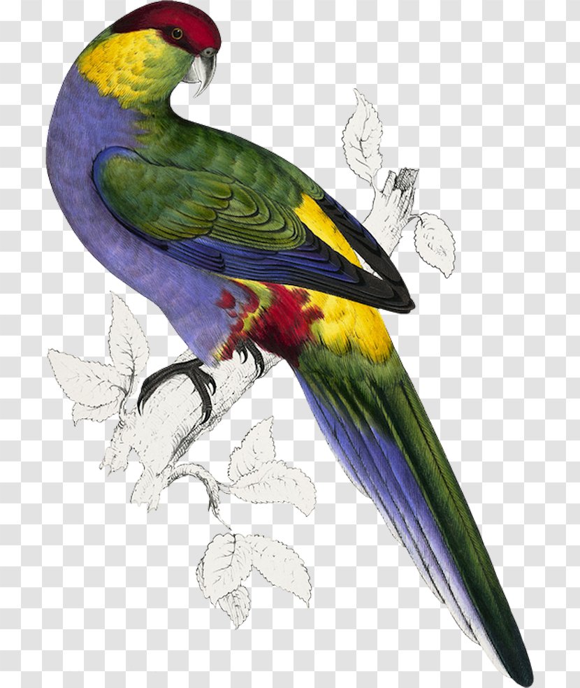 Bird Budgerigar Red-capped Parrot Illustrations Of The Family Psittacidae, Or Parrots Parakeet - Yellowtailed Black Cockatoo Transparent PNG