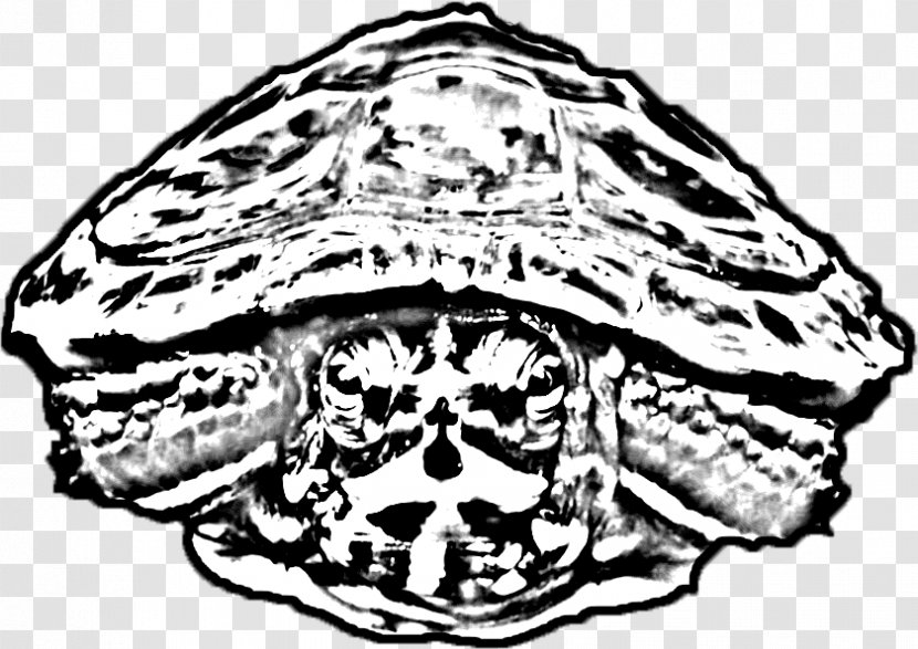 Tortoise Turtle Skull Headgear Jaw - Organism Transparent PNG