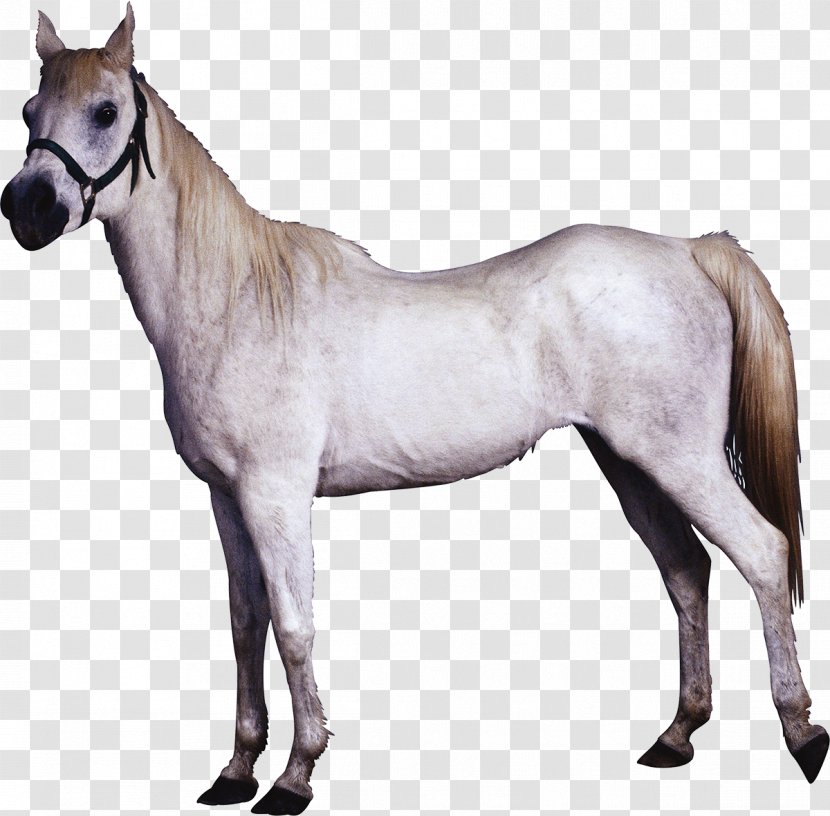 Horse - Pony - Mare Transparent PNG
