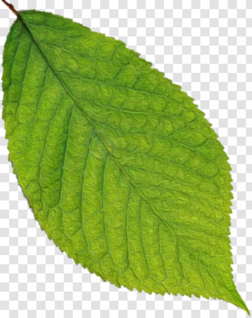 Leaf Farmacopea Ufficiale Plant Pathology Mother Nature - Ratio Transparent PNG