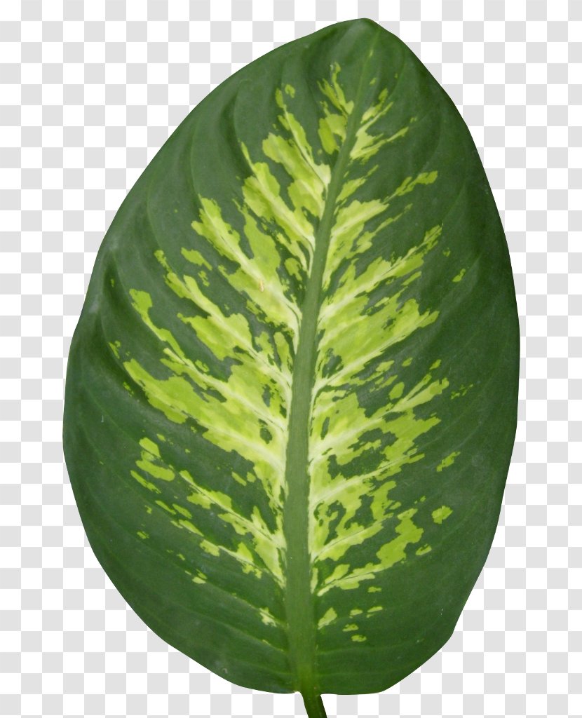 Leaf - Plant Transparent PNG