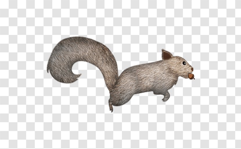 Squirrel Rat Dog Fauna Canidae - Fur Transparent PNG