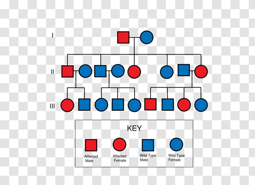 Pedigree Chart Dominance Genetics - Rectangle - Analysis Transparent PNG