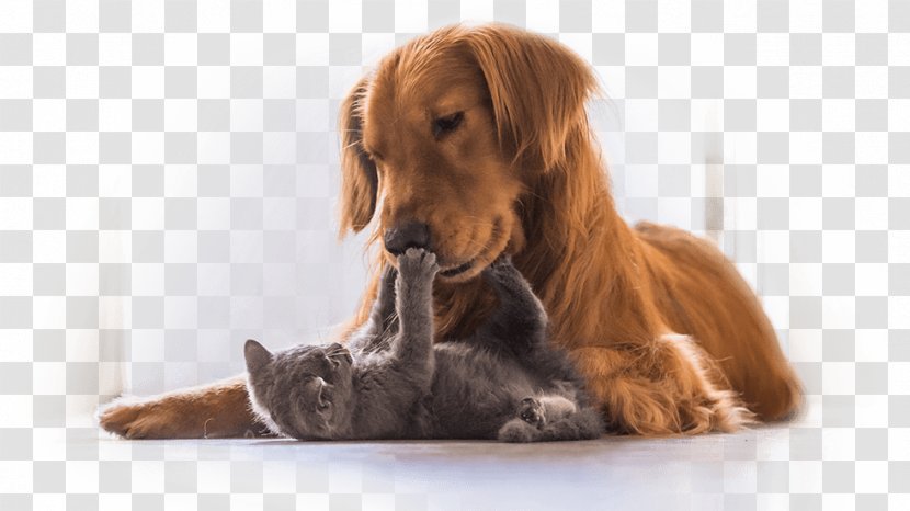 Cat Dog Felidae Puppy Kitten - Dogcat Relationship Transparent PNG