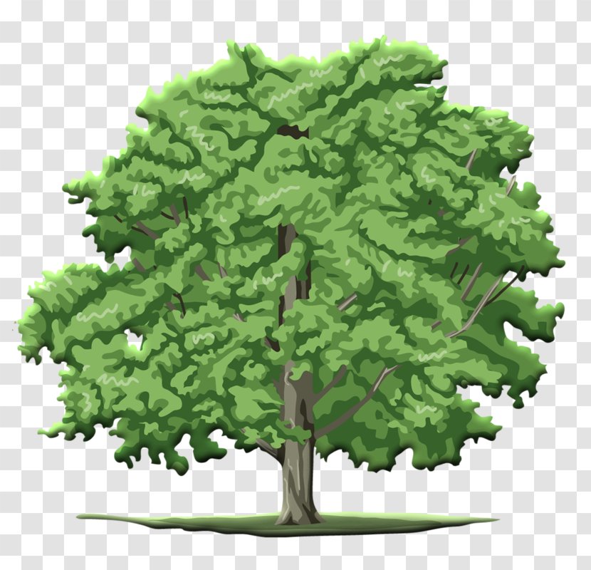 Clip Art Tree Branch - Conifer Transparent PNG