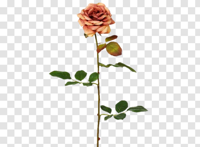 Garden Roses Cut Flowers Cabbage Rose Bud - Rosa Centifolia - Hydrangea Transparent PNG
