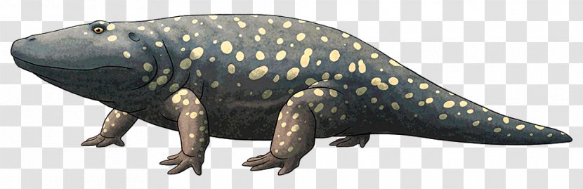 Amphibian Eryops Conemaugh Group Permian Dinosaur - Reptile Transparent PNG