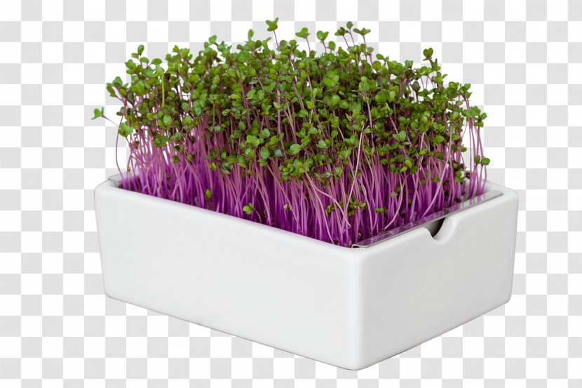 Heimgart - Sprouting - Microgreens Superfood Tickets | VIVANESS SproutingGreens Transparent PNG