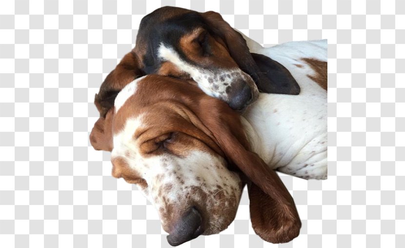 Basset Artésien Normand Hound English Foxhound American Grand Anglo-Français Tricolore - Companion Dog - Denises Spic Span Transparent PNG