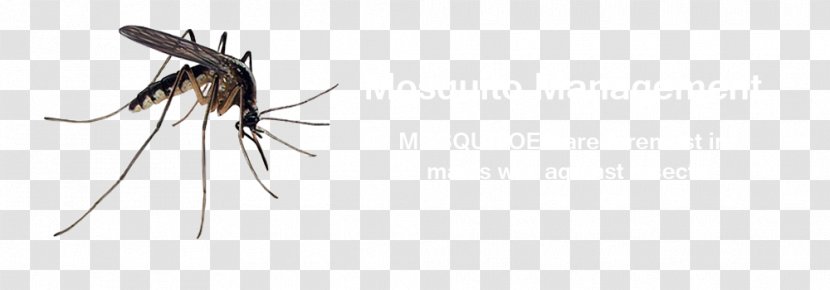 Mosquito Insect Bug Zapper Line Art Racket Transparent PNG