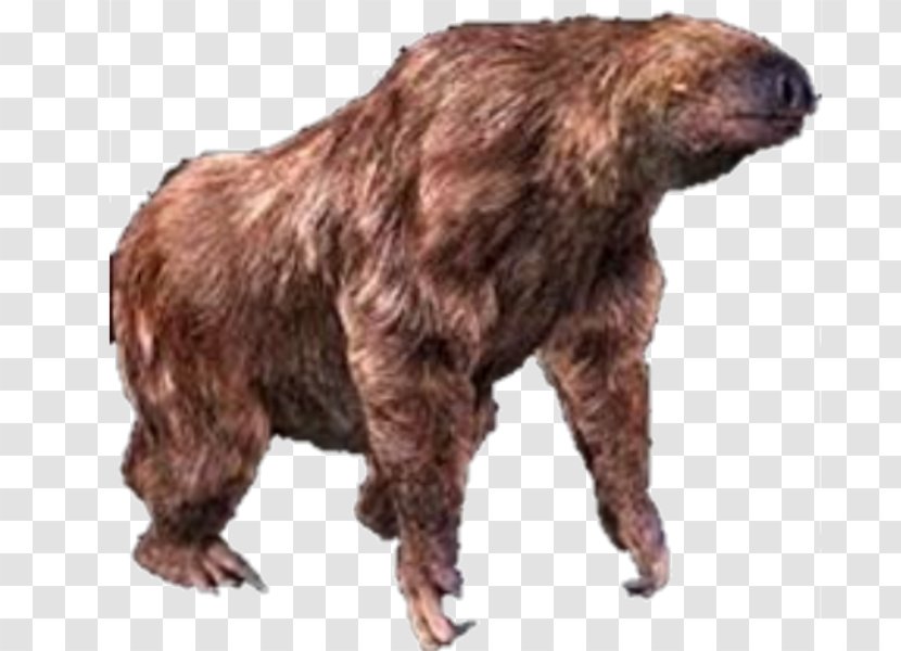 Grizzly Bear Alaska Peninsula Brown Fur Terrestrial Animal Transparent PNG