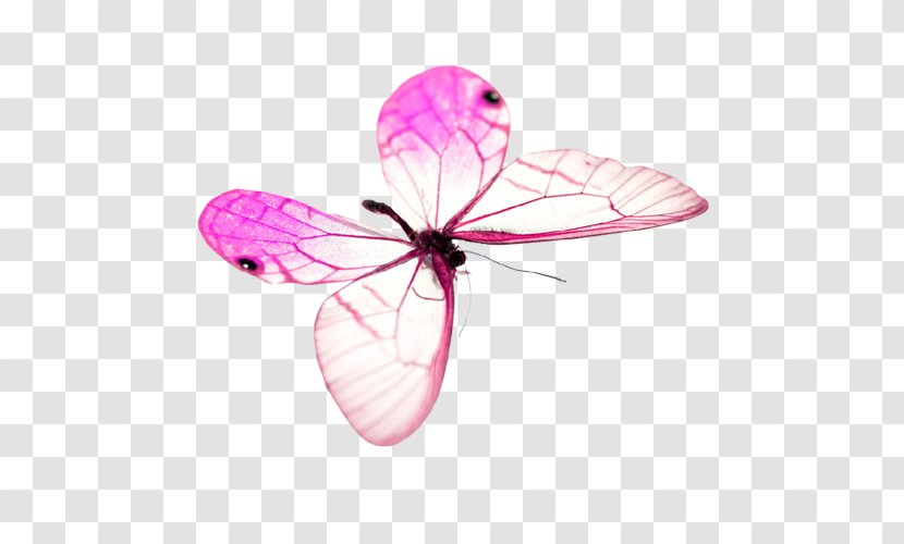 Butterfly - Designer - Pink Transparent PNG