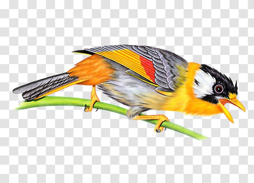 Bird - Finch - Wing Transparent PNG