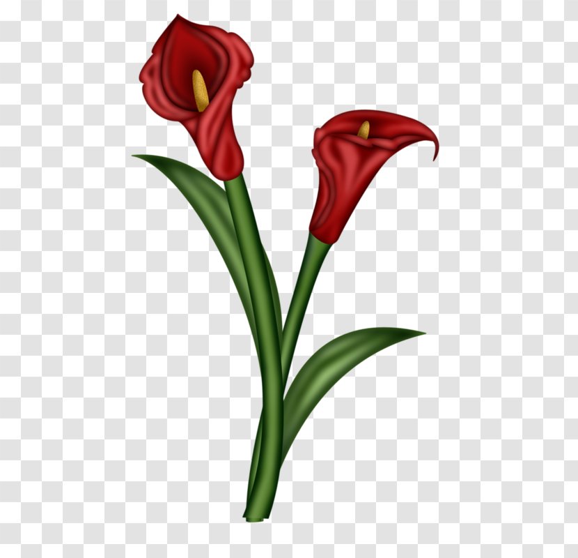 Flower Arum-lily Illustration - Petal - Red Ginger Transparent PNG