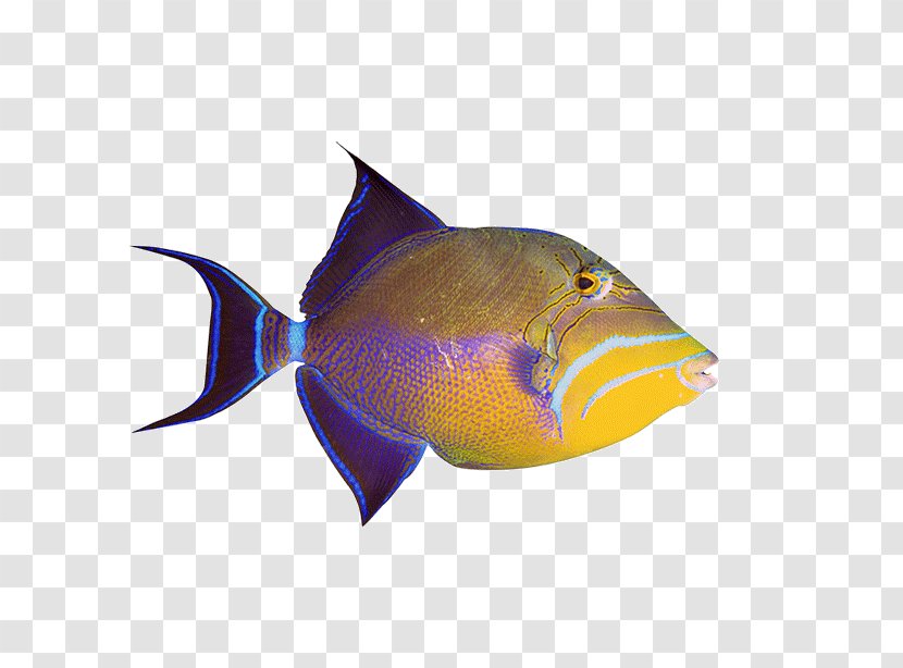 Ornamental Fish Aquarium Clip Art Transparent PNG