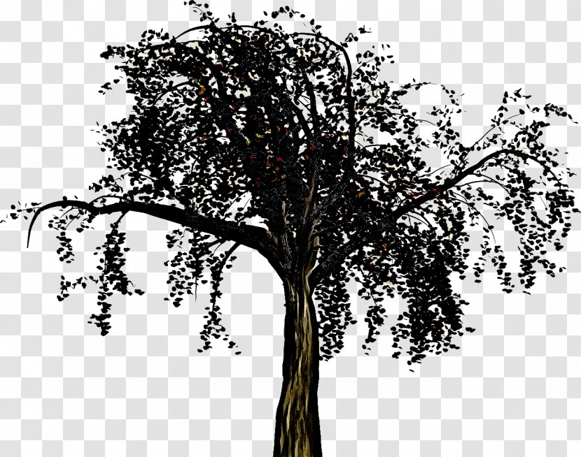 Tree Woody Plant Branch Trunk - Stem - Oak Transparent PNG