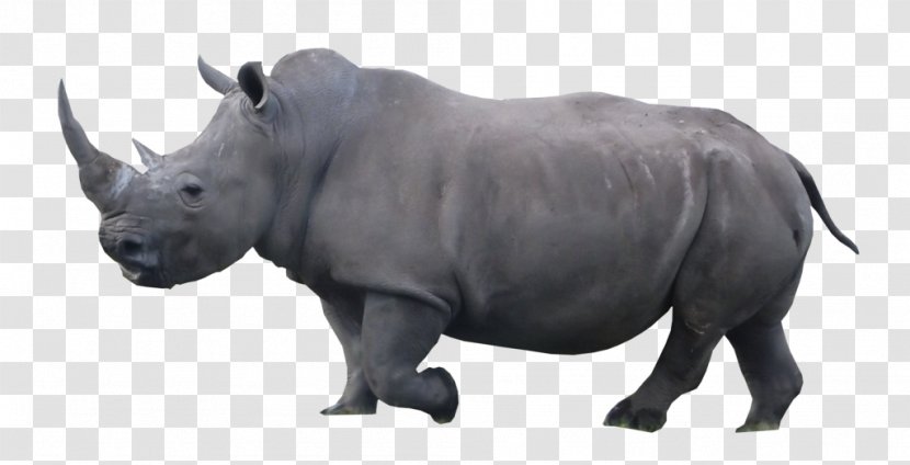 Rhinoceros Cattle Wildlife Mammal Terrestrial Animal - Jeffrey Horn - Voices Of Animals Transparent PNG