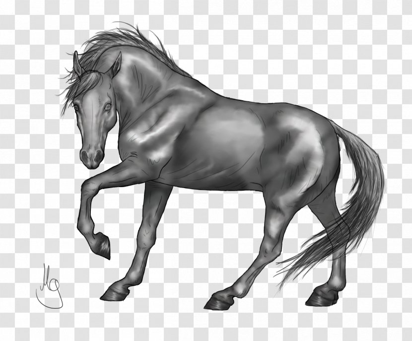 Standing Horse Drawing Grayscale - Pencil Transparent PNG
