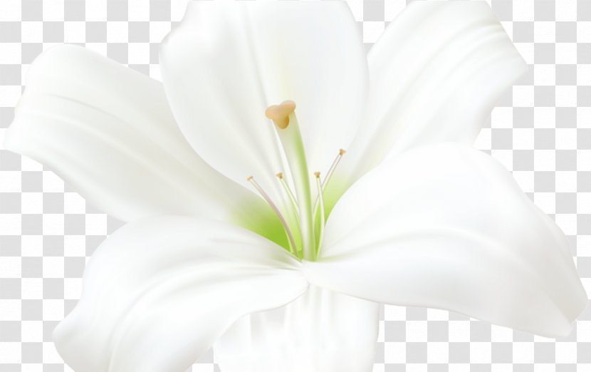 White Lily Flower - Anthurium Wildflower Transparent PNG