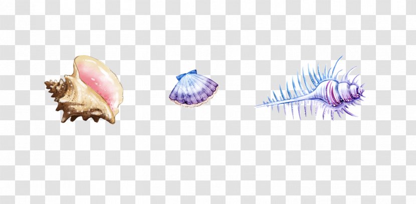 Sea Snail Seashell - Purple - Conch Shell Material Transparent PNG