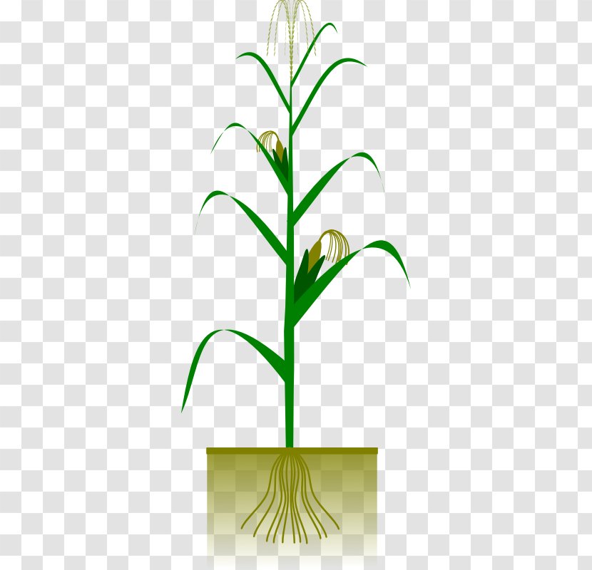 Maize Plant Crop Clip Art - Flowerpot - Botany Pictures Transparent PNG